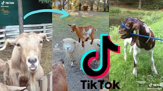 Funny &amp; Crazy Screaming Goats [TikTok Compilation 2021] 🐐