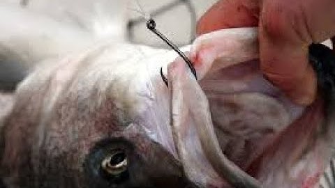 How To Use Circle Hooks| An Educational Video