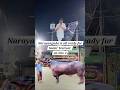 #sadarfestival Narayanaguda is all set to host Sadar Festival #teluguvlogs #vlogs