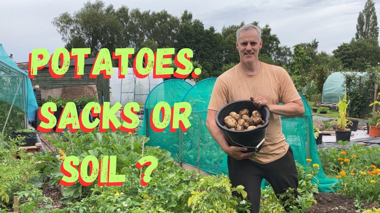 The results are in on the potato growing trial and I plant some raspberries.