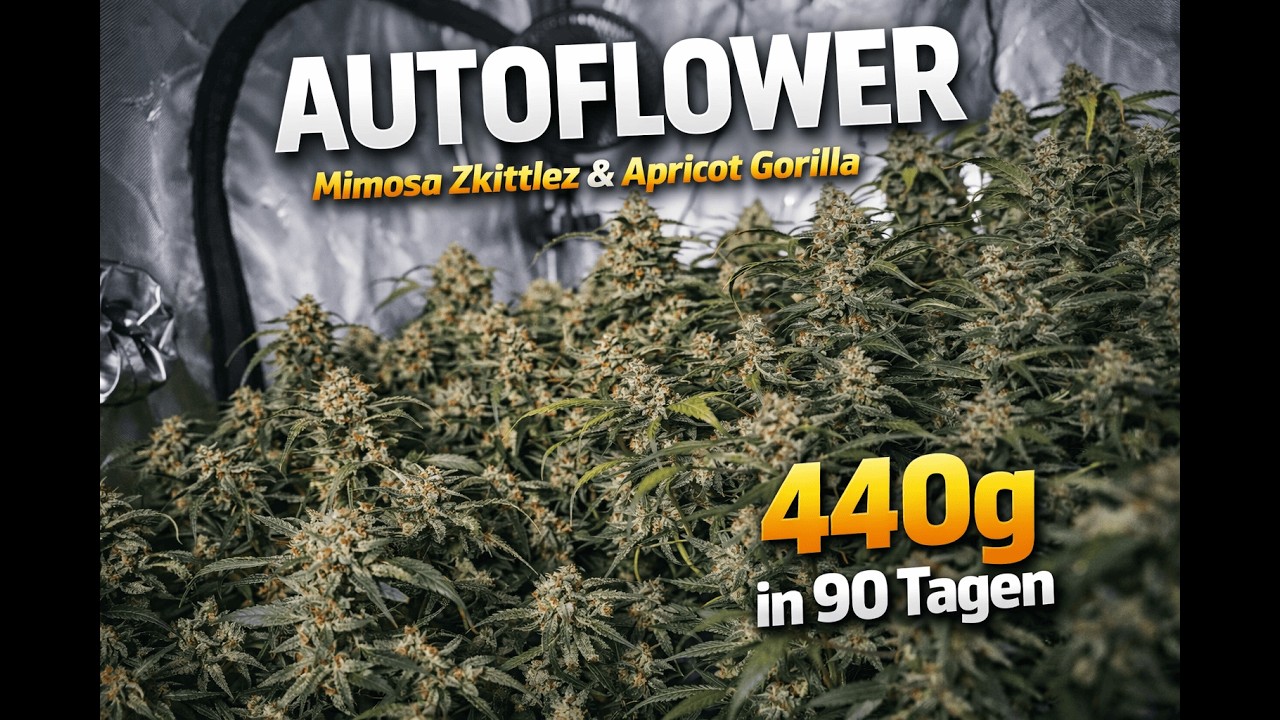440g in 90 Tagen mit 2 Pflanzen | Autoflower Ernte & Trocknung | Ganja Farmer Ep. 3