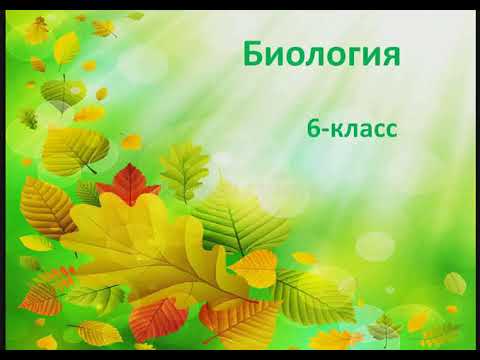 Video: Төө буурчак: өстүрүүнүн өзгөчөлүктөрү