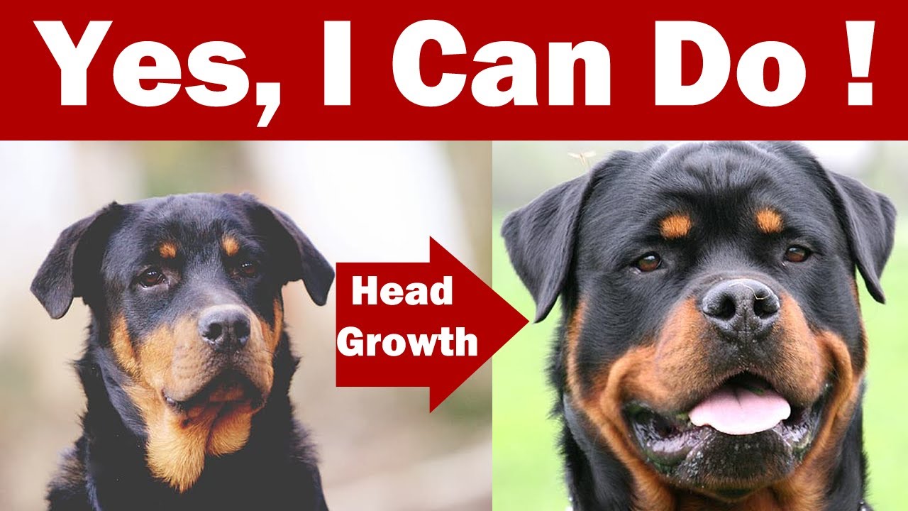 How To Make Dog Head Bigger \U0026 Healthy? | In Urdu | Muscle Growth | Vet Furqan Younas