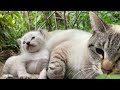 草むらに美しい野良猫の親子がいた