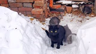 大雪天貓媽媽帶三隻小貓前來投奔
