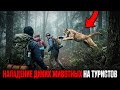 ДИКИЕ ЖИВОТНЫЕ АТАКУЮТ ТУРИСТОВ Реальные Истории Выживания в Дикой Природе Сборник ДИКИЕ ЖИВОТНЫЕ АТАКУЮТ ТУРИСТОВ Реальные Истории Выживания в Дикой Природе Сборник