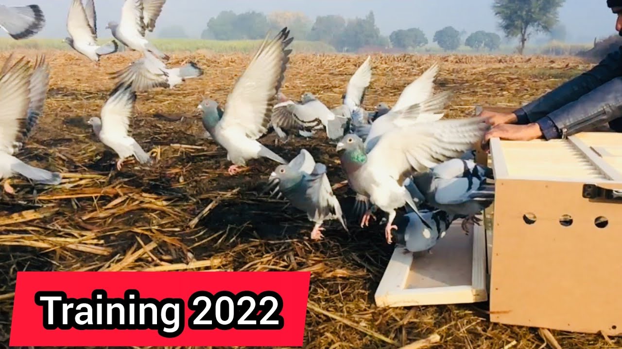 Pigeon Racing 2022 in Pakistan Racer Pigeon Race Racing Pigeon