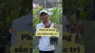 Dấu hiệu nhận biết cây lan bị nhện đỏ tấn công