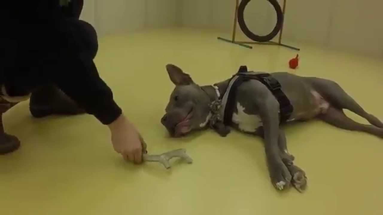 dog-brain-training-5-fun-ways-to-mentally-stimulate-your-dog-youtube