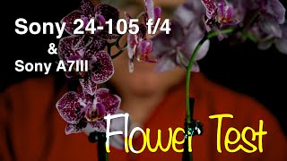 Sony 24-105 f/4 Close-up Autofocus Test