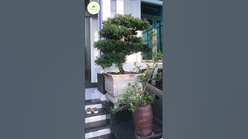 Cây nhà ngoại 1: Tùng la hán dáng văn nhân - Nhà có cây