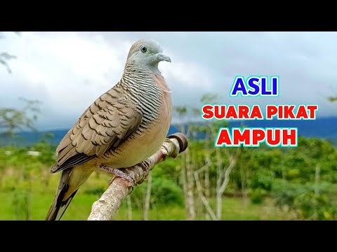 Pancingan Suara Burung Perkutut Pikat Gacor Teruji Paling Ampuh