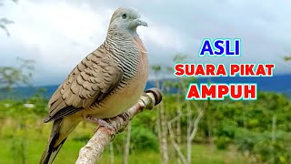 Download Lagu Pancingan Suara Burung Perkutut Pikat Gacor Teruji Paling Ampuh MP3