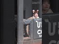 《プロ野球 チアリーダー》のぞき見するファイターズガールが可愛すぎる件　しゃけまる・きつねダンス１周年記念　限定衣装　ファイターズガール　 《BraveTV》