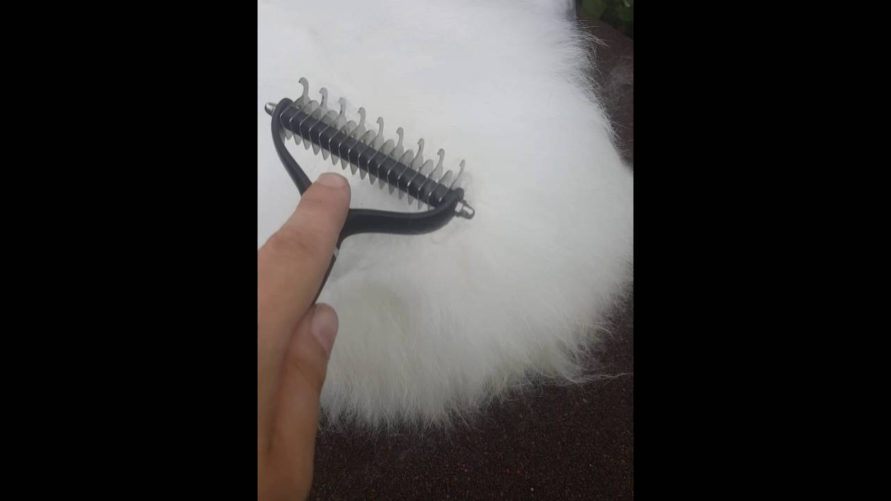 Serendipity Blowing her Coat