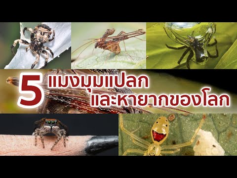5 แมงมุมแปลก สุดหายากของโลก