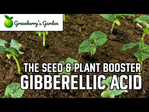 Gibberellic Acid - The Seed and Plant Booster