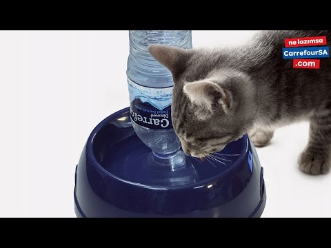 Kediler Icin Sumatik Nasil Yapilir Youtube