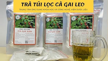 trà túi lọc Cà Gai Leo - Viện Dược Liệu
