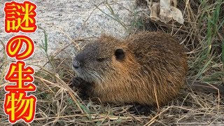 【カピバラ ヌートリア】バス釣りに行ったら謎の野生動物に出会った【淀川】 【カピバラ ヌートリア】バス釣りに行ったら謎の野生動物に出会った【淀川】