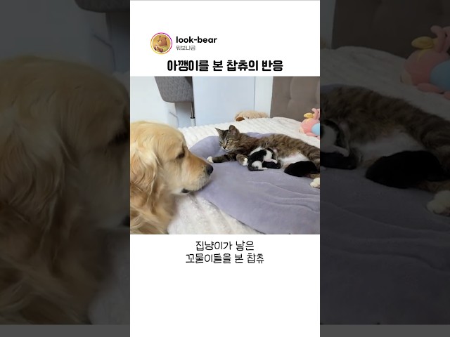 아깽이를 처음 만난 찹츄의 놀라운 친화력