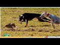 dog and rabbit race 2024 | greyhound hunting hare | dog racing