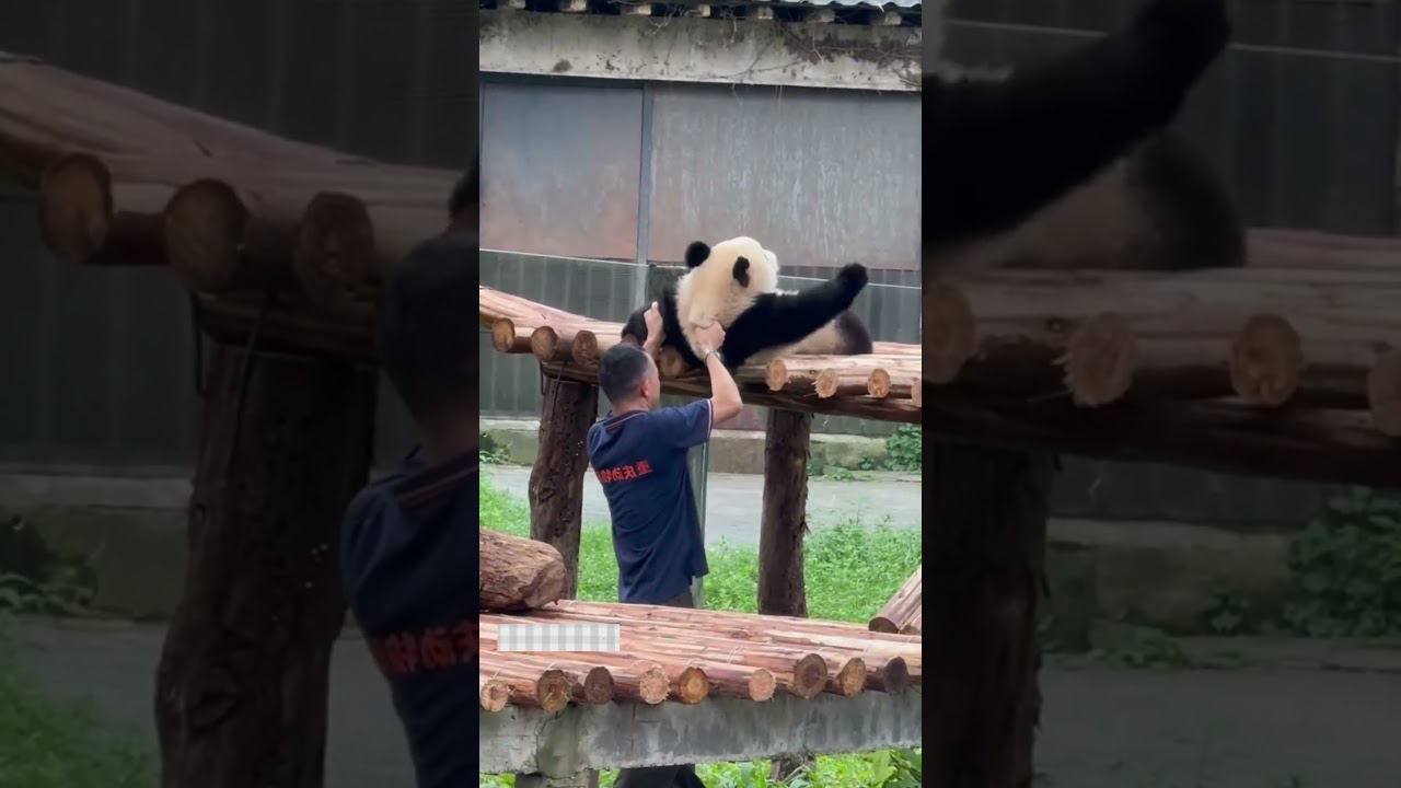 Panda's Lazy Behavior in Real Life Captured!