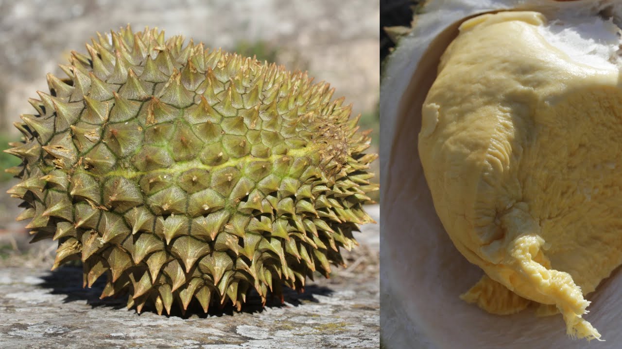 Comment savoir si votre durian est mûr ?