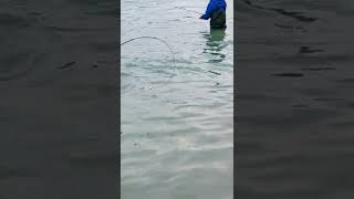 Download Lagu BEST SATISFYING FISHING ALASKA SALMON WORLD FAMOUS KENAI RIVER ALASKA #shorts #short #salmon #fish MP3 Download Lagu BEST SATISFYING FISHING ALASKA SALMON WORLD FAMOUS KENAI RIVER ALASKA #shorts #short #salmon #fish MP3