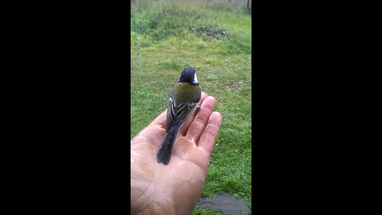 Лучше синица в руках, чем журавль в небе. - YouTube