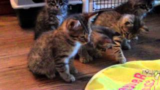 Forest Hunter Kittens & "The Undercover Mouse"