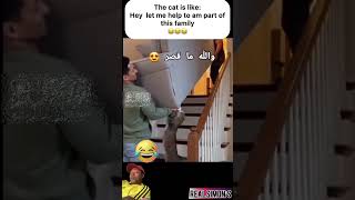 Very useful cat 🐈 #funny #comedy #goviral #konkara #voiceover @Sir_Imon