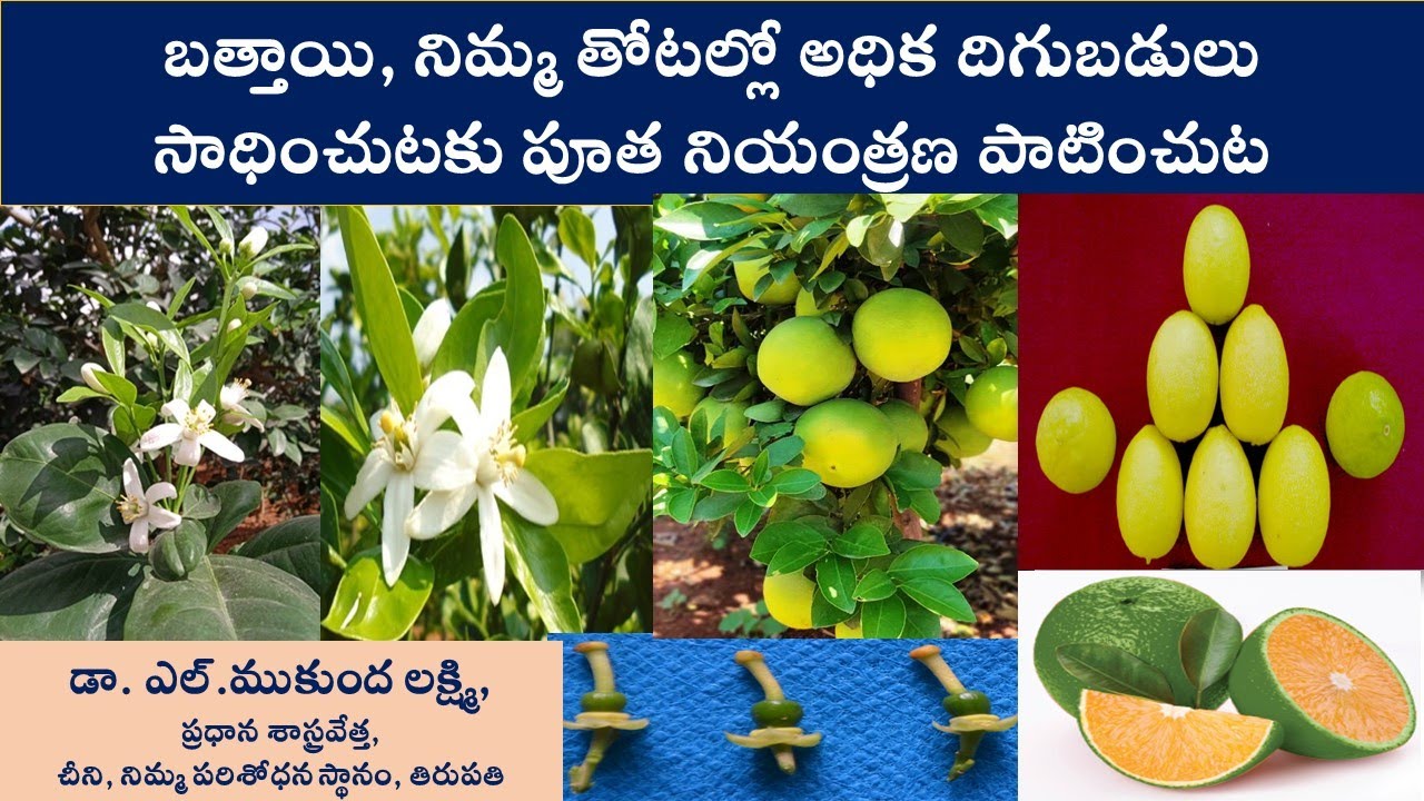 బత్తాయి, నిమ్మ  తోటల్లో అధిక దిగుబడులు సాధించుటకు పూత నియంత్రణ పాటించుట-డాII L. ముకుంద లక్ష్మి,