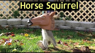 [4K] Horse Head Squirrel Feeder / 말머리 다람쥐