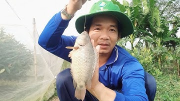 Câu cá//sông thiên nhiên mới thu phục được một cụ rô trời mưa nướng ăn tại chỗ câu