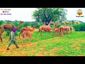 Biggest line of camels  beautiful  camel walking in thar tharigeet