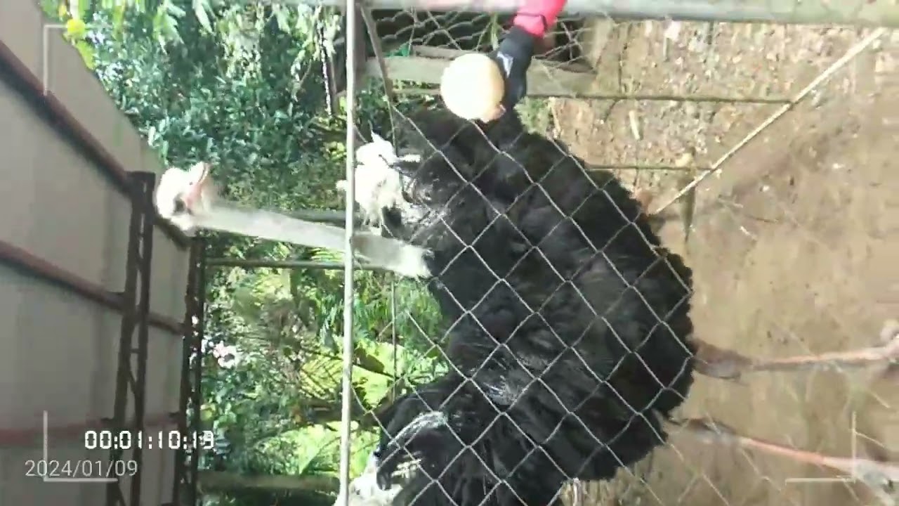 OSTRICH IN ISLAND OF GUIMARAS