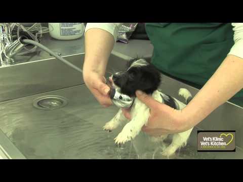 First puppy bath - YouTube