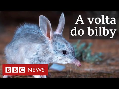 Vídeo: Por que os bilbies estão em perigo?