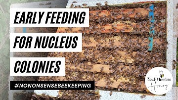 Early Feeding for Overwintered Nucs