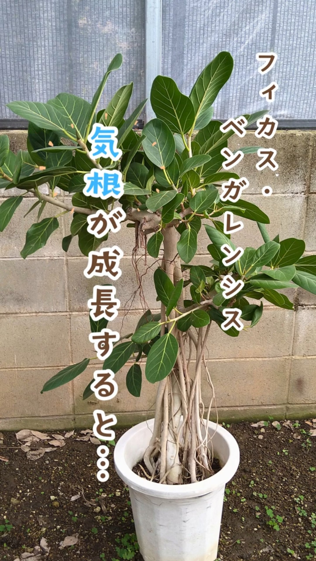 フィカス・ベンガレンシス】気根が伸びると…?? #観葉植物のある暮らし