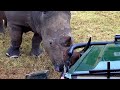 Afrique du Sud un safari sous la pluie