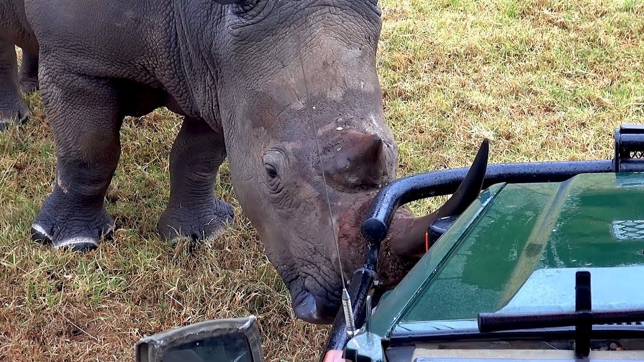 parc safari en cas de pluie