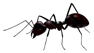 Maroubra Rodent Pest Control With a Guarantee for Rodent Pest Control