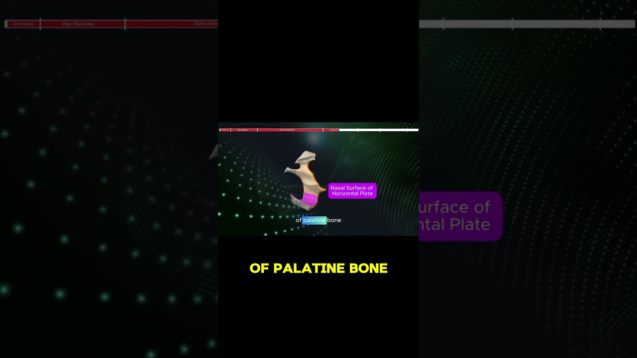 The Nasal Surface: Smooth Area of palatine bone