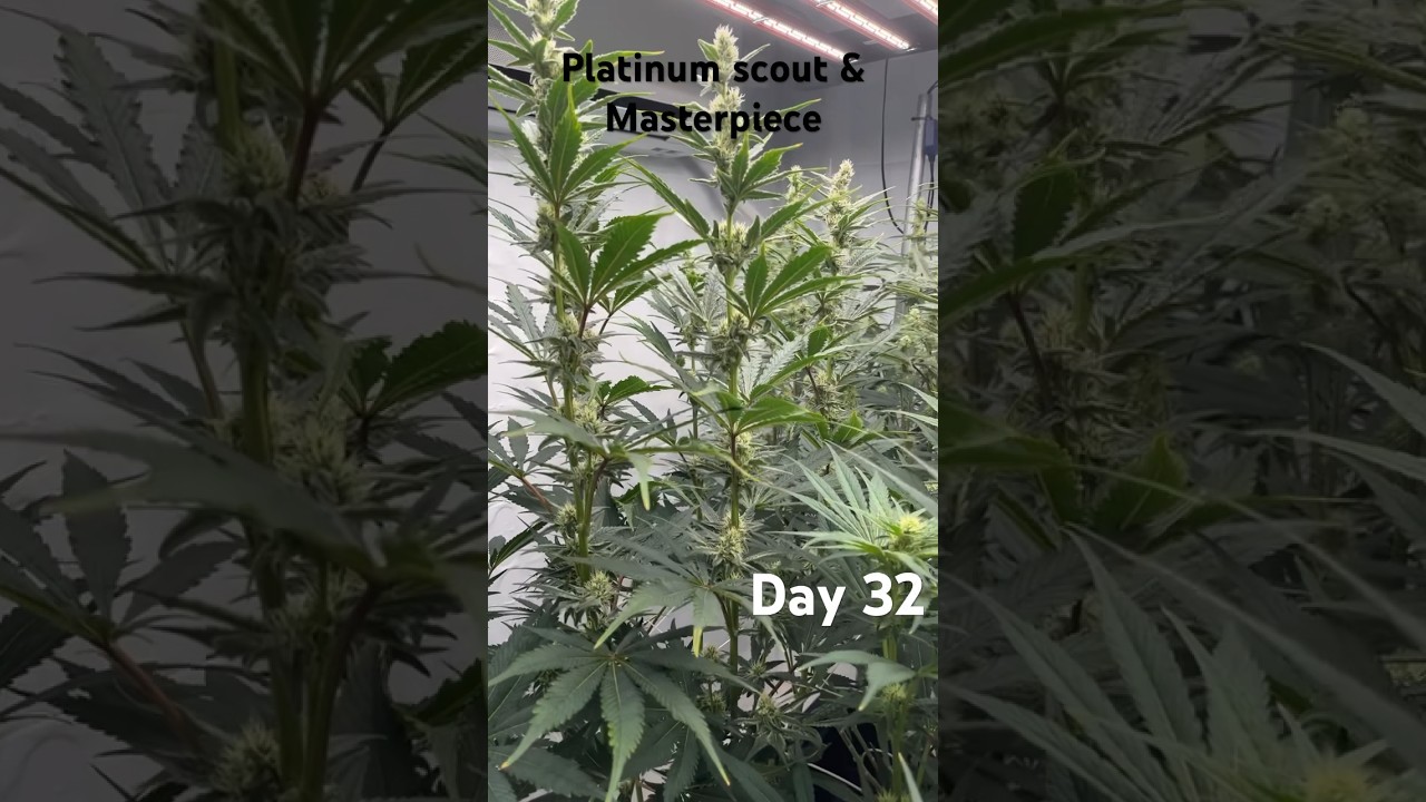 Platinum Scout & Masterpiece from in-house genetics. Day 32 12/12