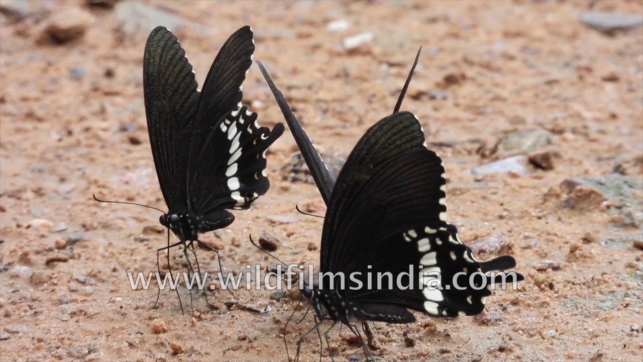 What is this phenomenon in Common Mormons?