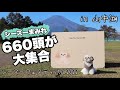 【感動】シーズーフェスティバル2022が凄すぎた！シーズーの魅力をたっぷりご覧ください / Shih Tzu Festival 2022 in 山中湖