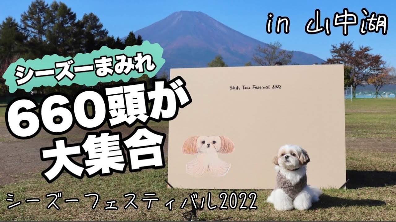 【感動】シーズーフェスティバル2022が凄すぎた！シーズーの魅力をたっぷりご覧ください / Shih Tzu Festival 2022 in 山中湖