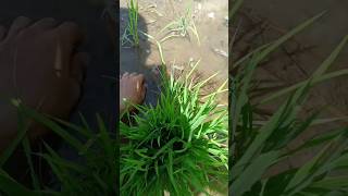 mencari KEONG UMPAN BESEKAN jebakan udang #kulonprogo #short #keongmas #fypシ゚viral